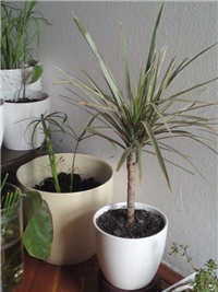 aba053ee-dracena staro.JPG